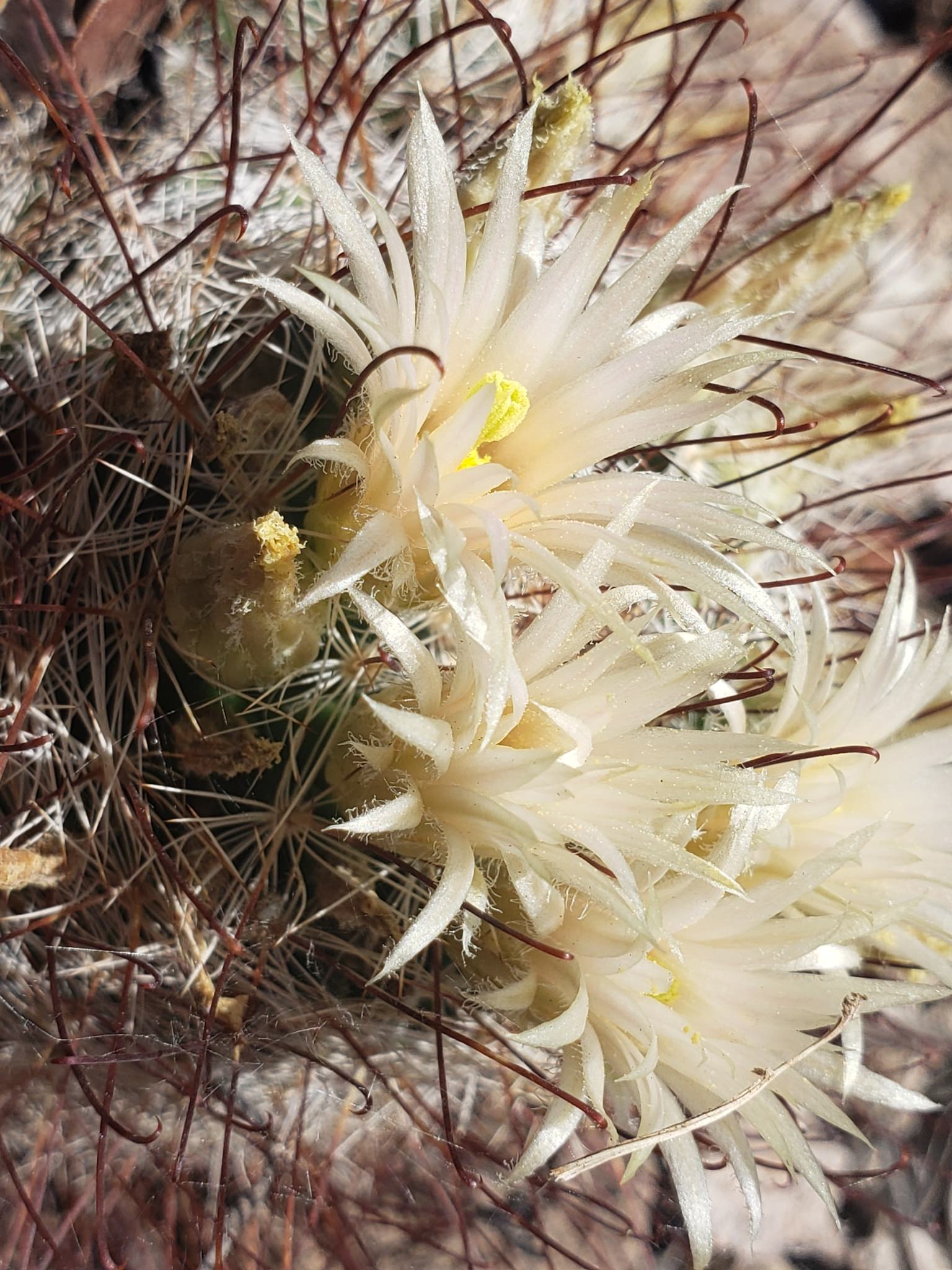 Mammillaria barbata